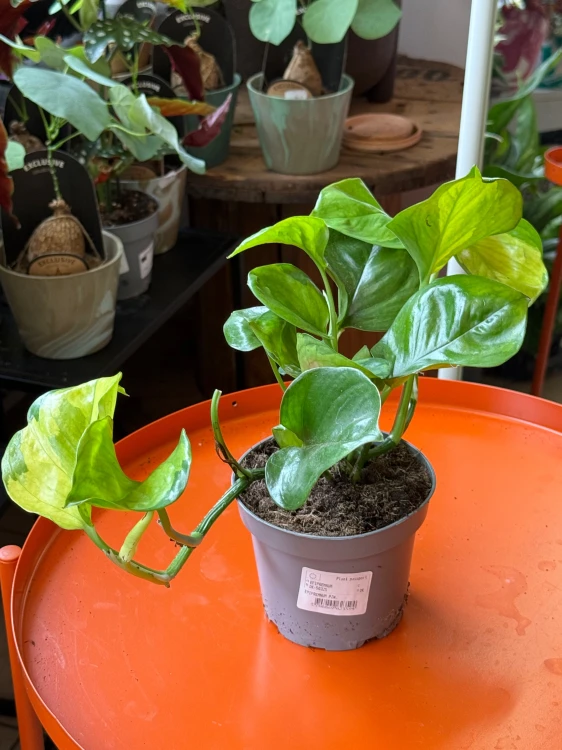 Epipremnum 'Lemon Top' (5).jpeg