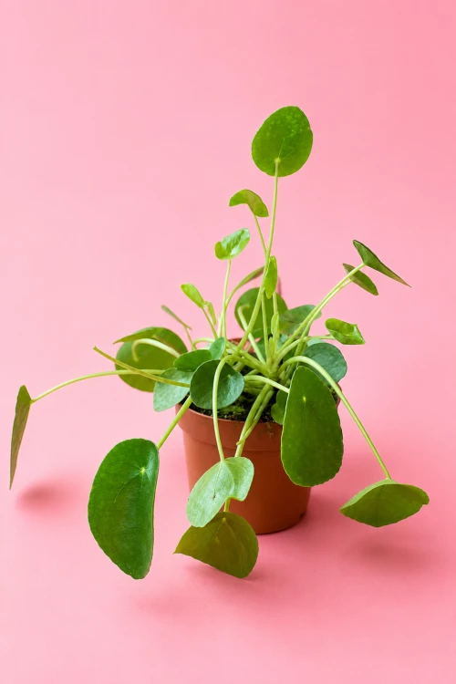 pilea pieniążek peperomoides