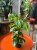 filodendron • philodendron brasil