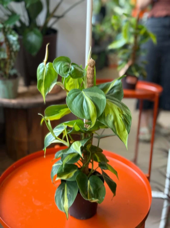 filodendron • philodendron brasil