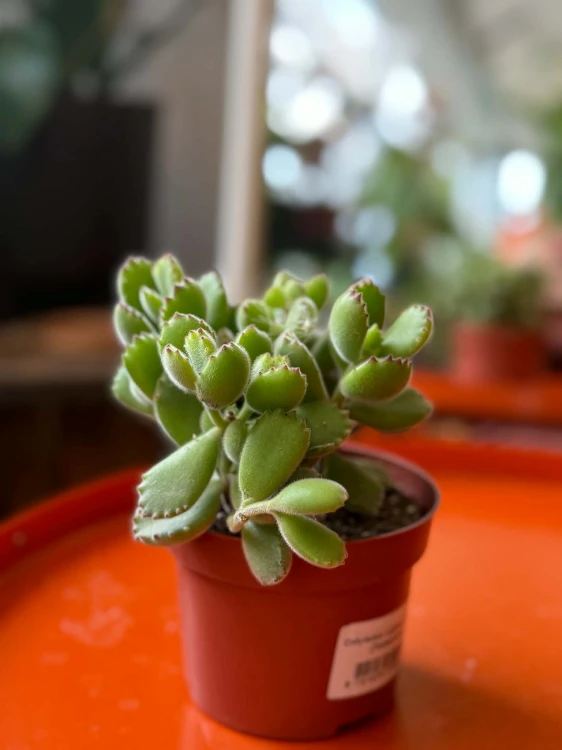 Cotyledon ladysmithiensis / Bear Paw / łapki niedźwiedzia