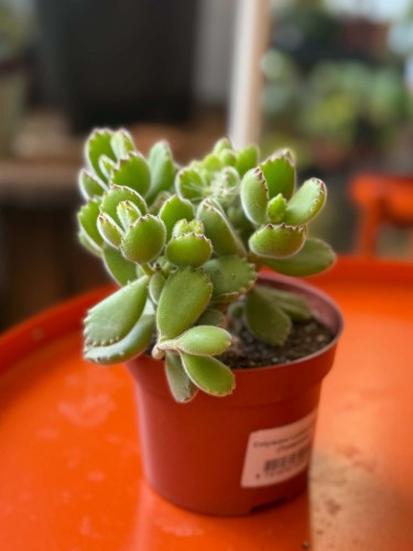 Cotyledon ladysmithiensis / Bear Paw / łapki niedźwiedzia
