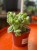 Cotyledon ladysmithiensis / Bear Paw / łapki niedźwiedzia
