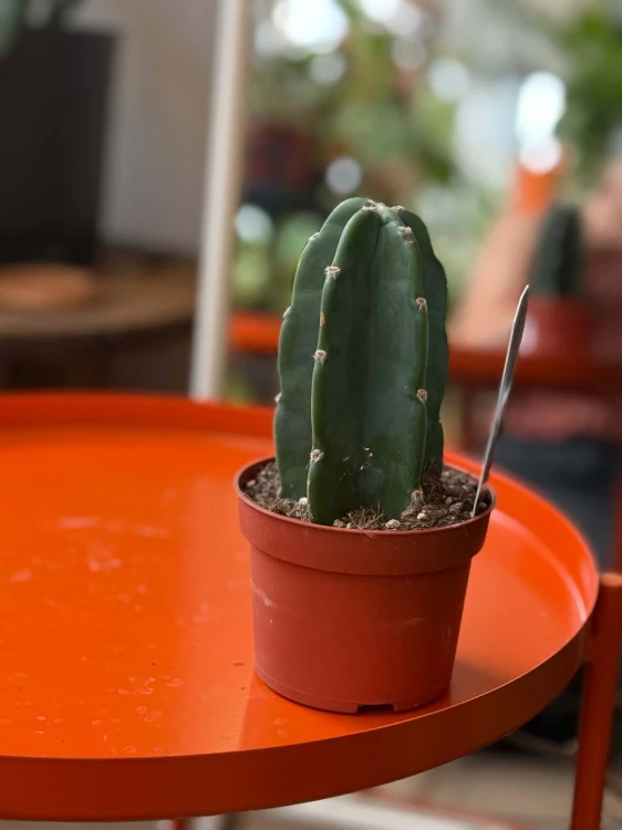 Cuddly Cactus Cereus jamacaru kaktus bez kolców (2).jpg