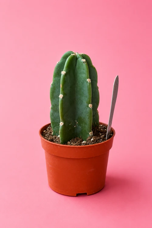 Cuddly Cactus Cereus