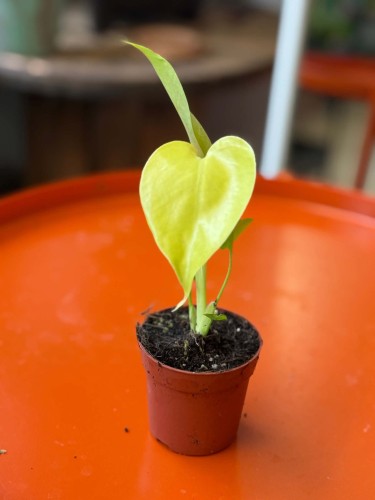 Monstera 'Lime Banana' DØ 6cm (2).jpg