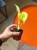 Monstera 'Lime Banana' DØ 6cm (3).jpg
