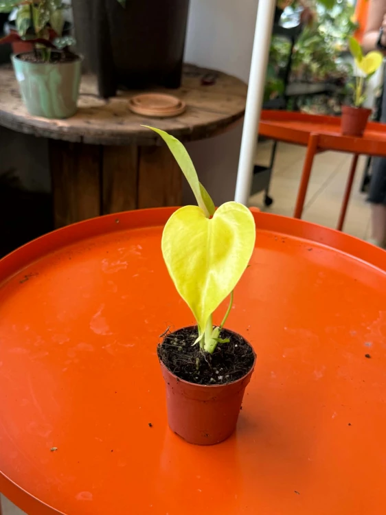 Monstera 'Lime Banana' DØ 6cm (4).jpg