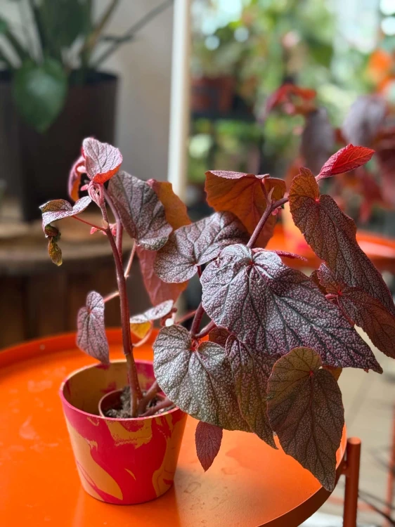 Begonia Morris DØ8cm  (2).jpg