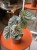 Begonia 'Snowcap'  (1).jpeg