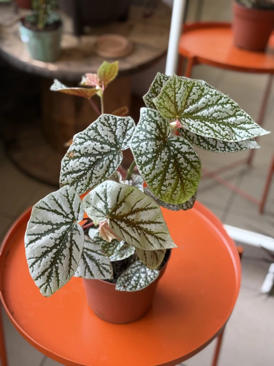Begonia 'Snowcap'  (1).jpeg