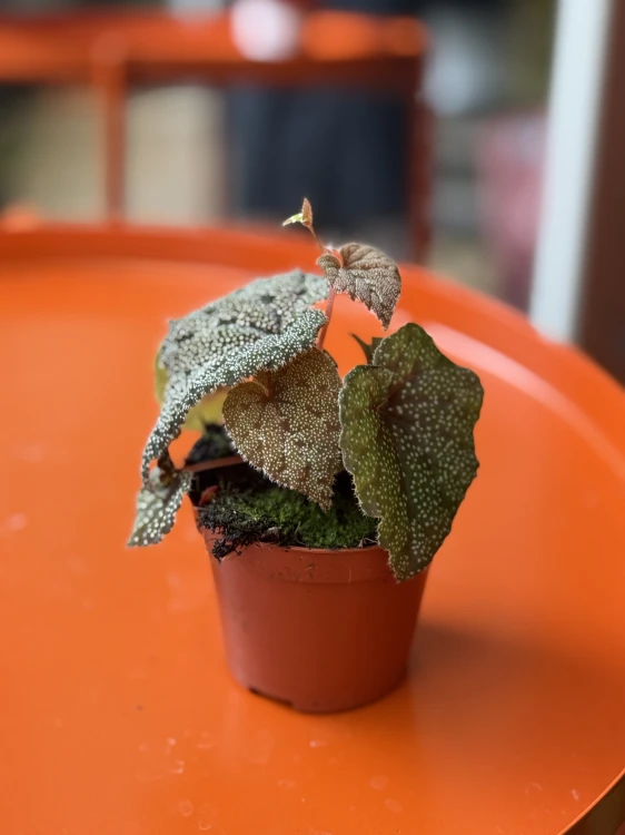 begonia curtisii galaxy (2).jpeg