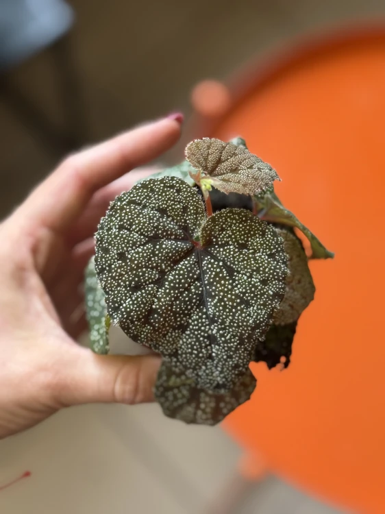begonia curtisii galaxy (4).jpeg