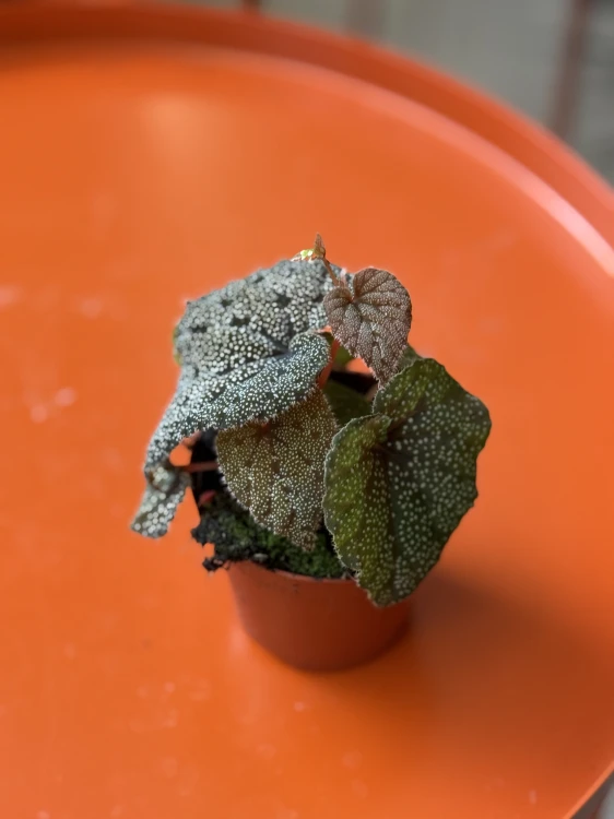begonia curtisii galaxy (1).jpeg