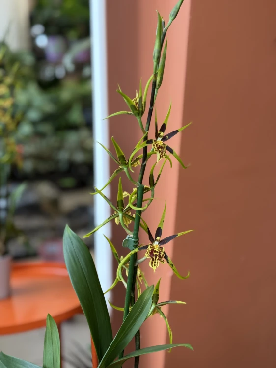 Brassia 'Mystic Maze' (2).jpeg