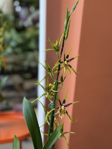 Brassia 'Mystic Maze' (4).jpeg