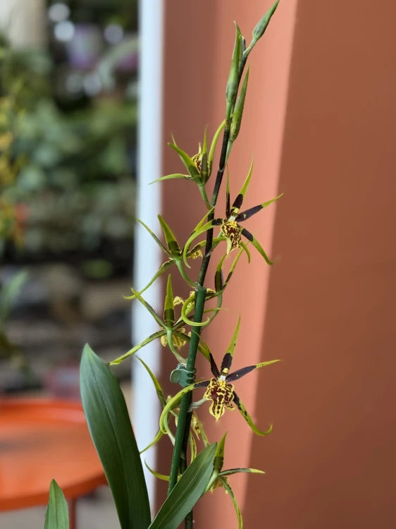 Brassia 'Mystic Maze' (4).jpeg