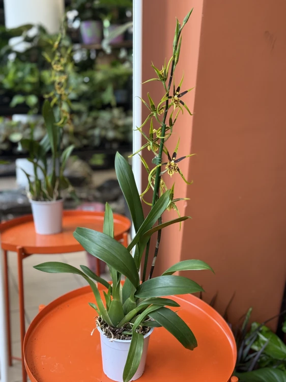 Brassia 'Mystic Maze' (1).jpeg