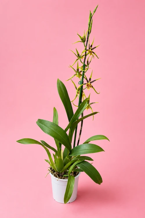 Brassia 'Mystic Maze'