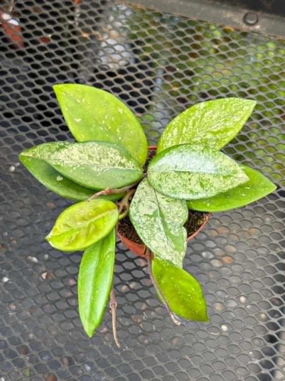 hoya carnosa splash hoja (1).jpg