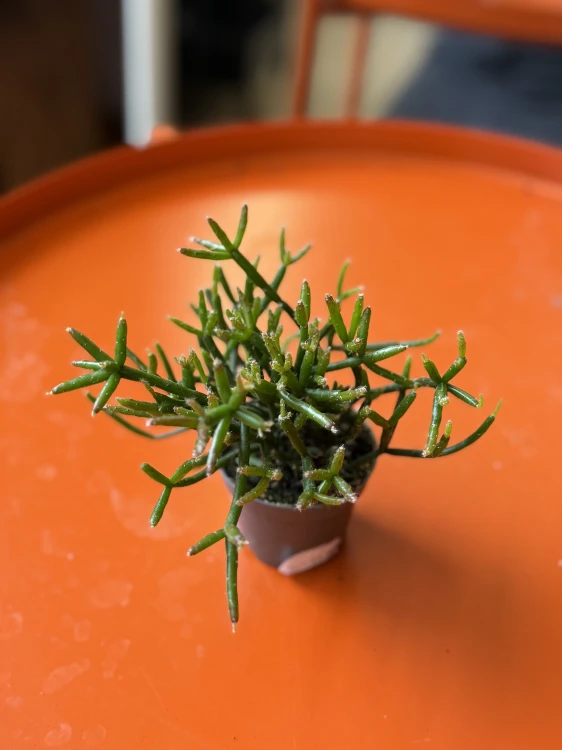 Rhipsalis cereuscula / Patyczak drobnopędowy