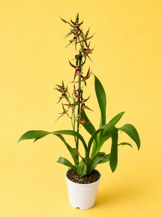 Cambria Spider Orchid 'Orange'