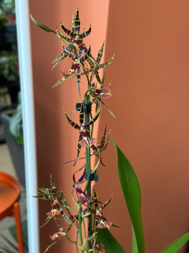 Cambria Spider Orchid 'Orange'