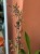 Cambria Spider Orchid 'Orange'
