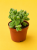 Cotyledon ladysmithiensis / Bear Paw / łapki niedźwiedzia