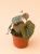 begonia curtisii galaxy