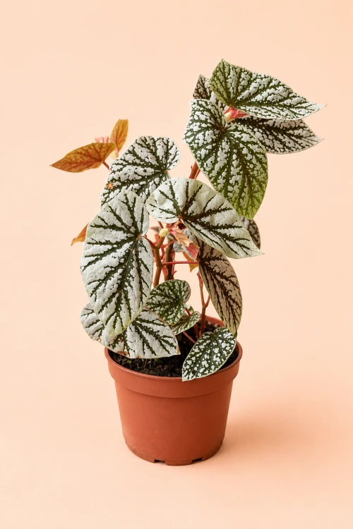 Begonia 'Snowcap'