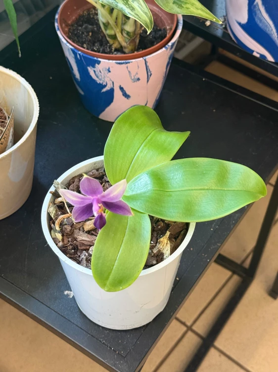 Phalaenopsis samara var. blue (bellina x violacea)