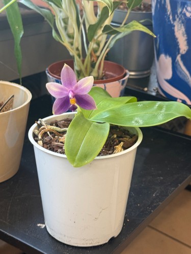 Phalaenopsis samara var. blue (bellina x violacea)