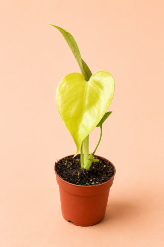 Monstera 'Lime Banana'