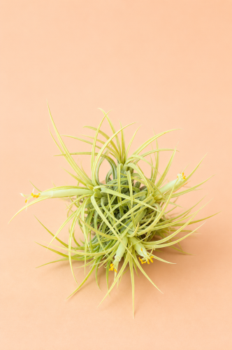 Oplątwa żółta | Tillandsia ionantha Aurea