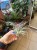 Tillandsia 'Cotton Candy' / Oplątwa 'Cotton Candy'