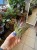 Tillandsia stricta  Oplątwa sztywn (3).jpeg