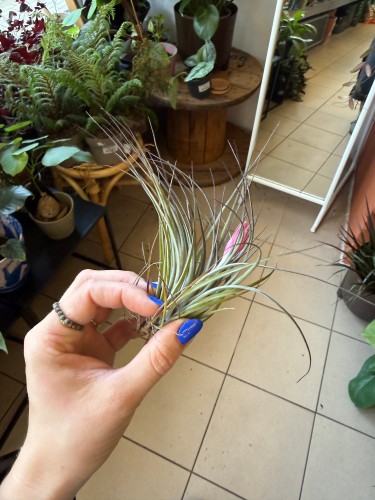 Tillandsia stricta  Oplątwa sztywn (2).jpeg