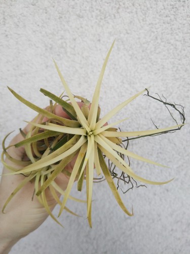 Tillandsia ionantha 3