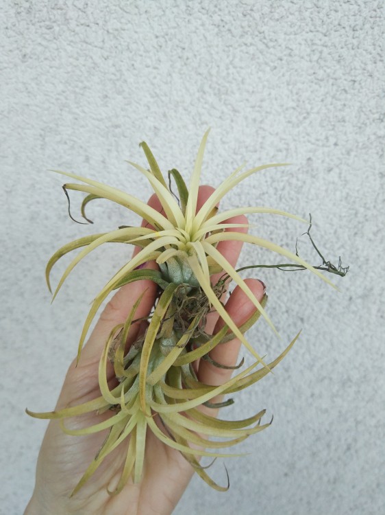 Tillandsia ionantha 1