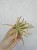 Tillandsia ionantha 33