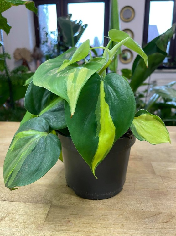 philodendron brasil