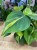 philodendron brasil