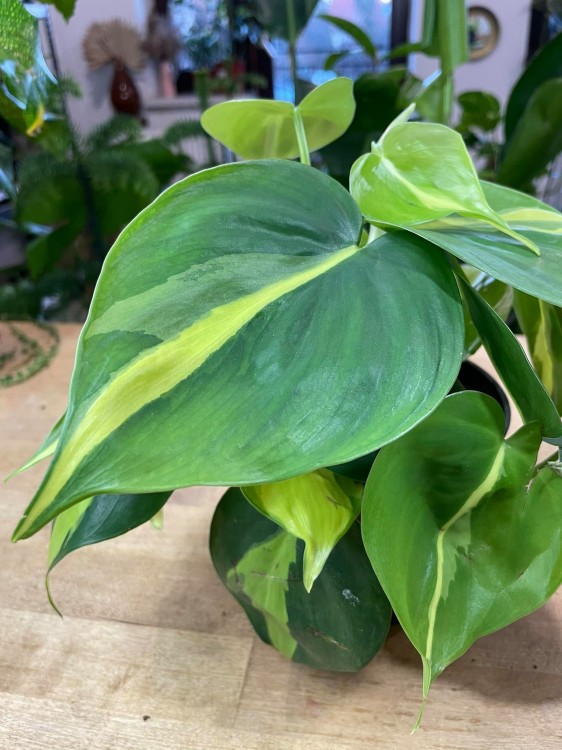 philodendron brasil
