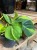 philodendron brasil