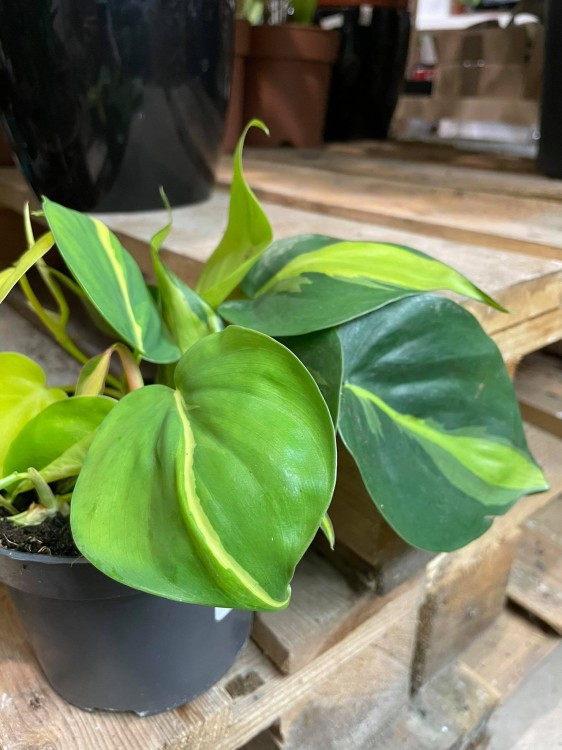 philodendron brasil