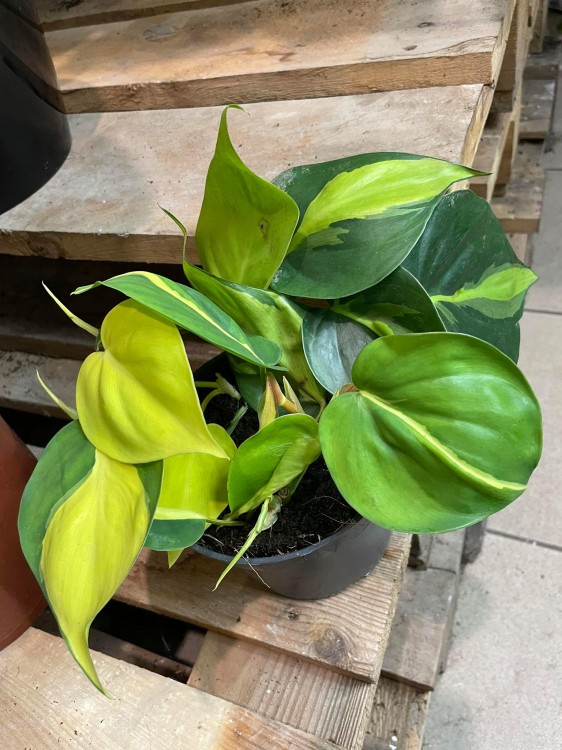 philodendron brasil