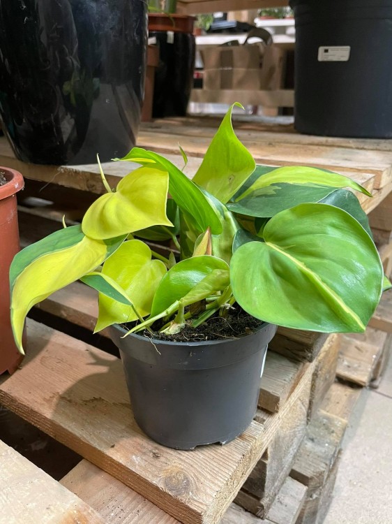 philodendron brasil