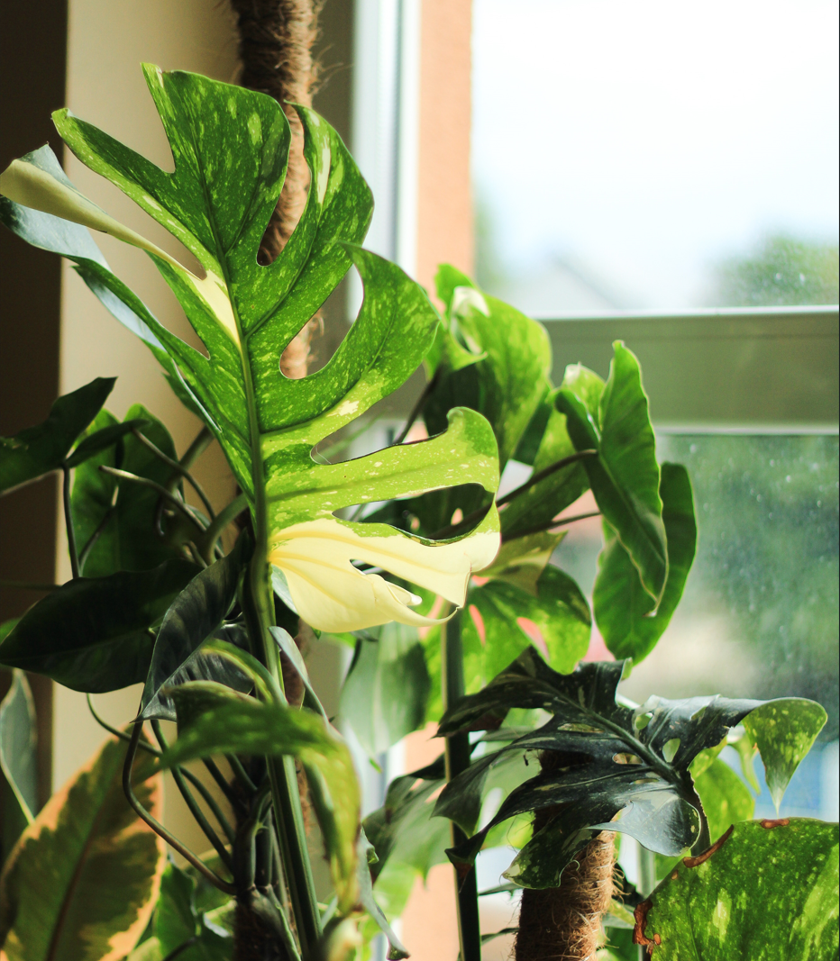 Monstera 'Thai Constellation': jaki jest jej fenomen?