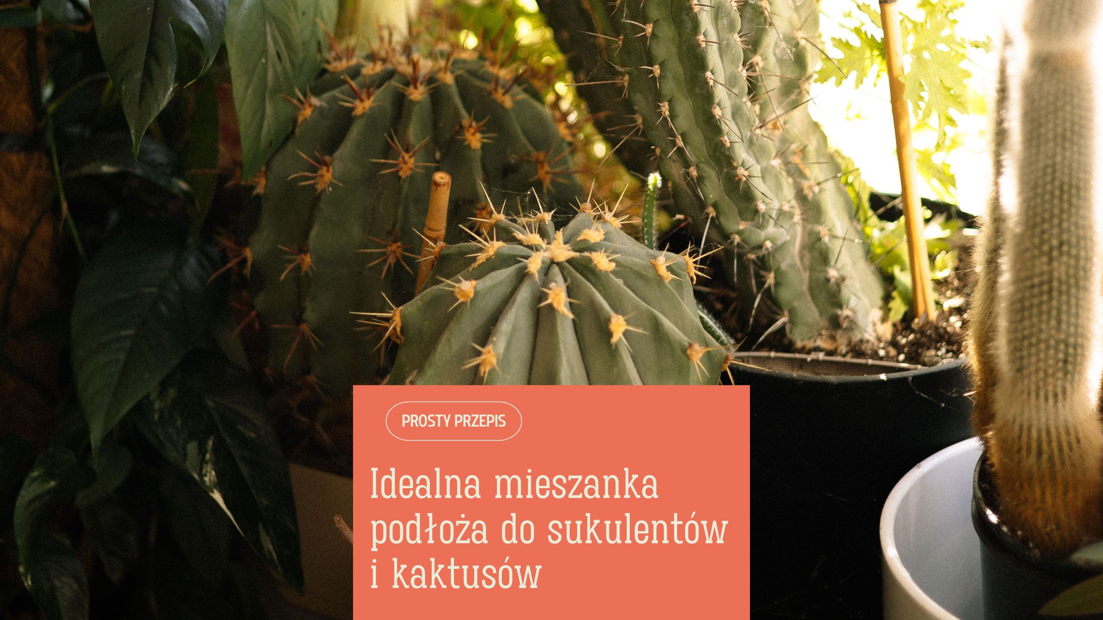Jak stworzyć idealne podłoże do sukulentów i kaktusów 